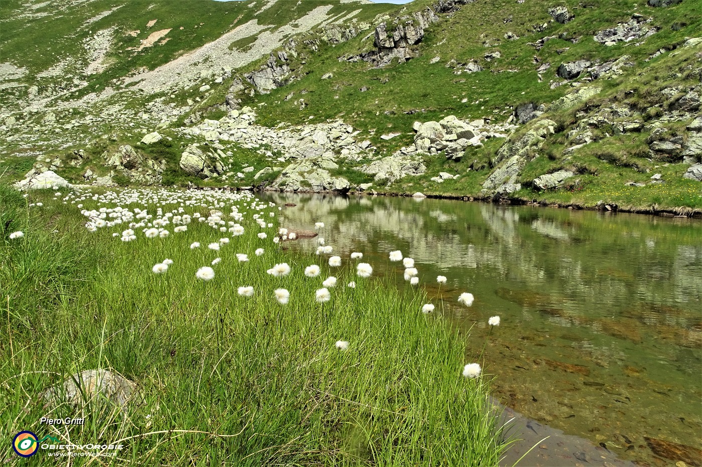 38 Bianchi eriofori al Laghetto di Varrobbio (2272 m).JPG